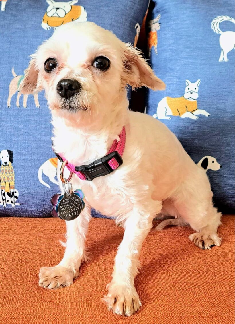 Zuzu-Adopted!