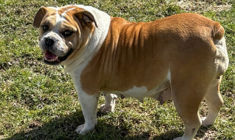 Lucy-Adoption Pending!