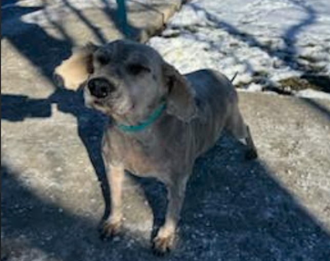 Pippa-Adopted!