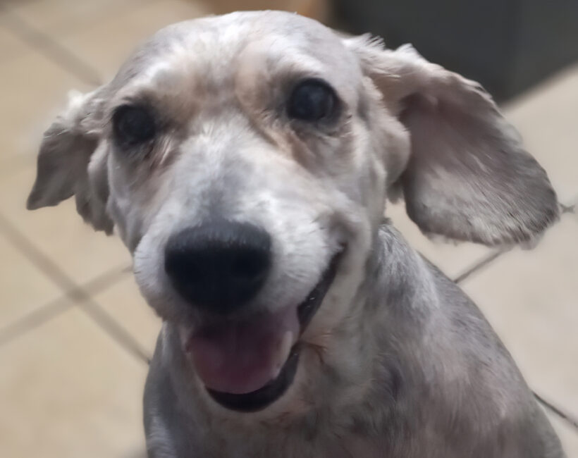 Pippa-Adopted!