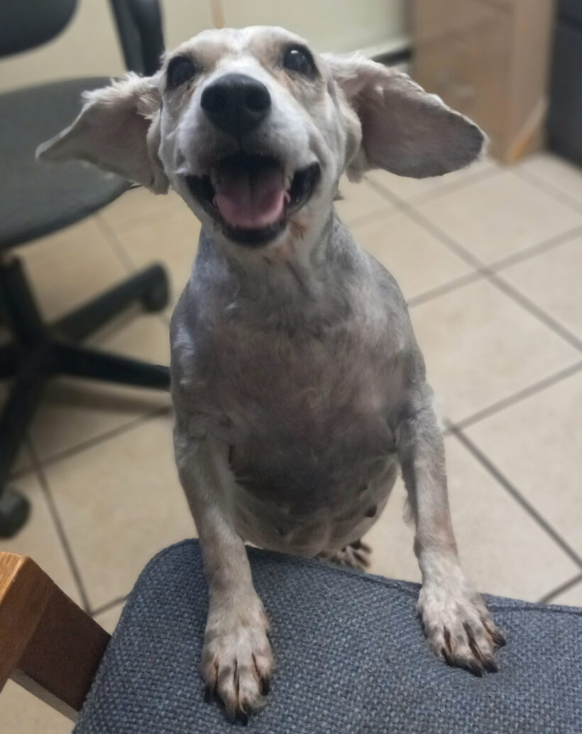 Pippa-Adopted!