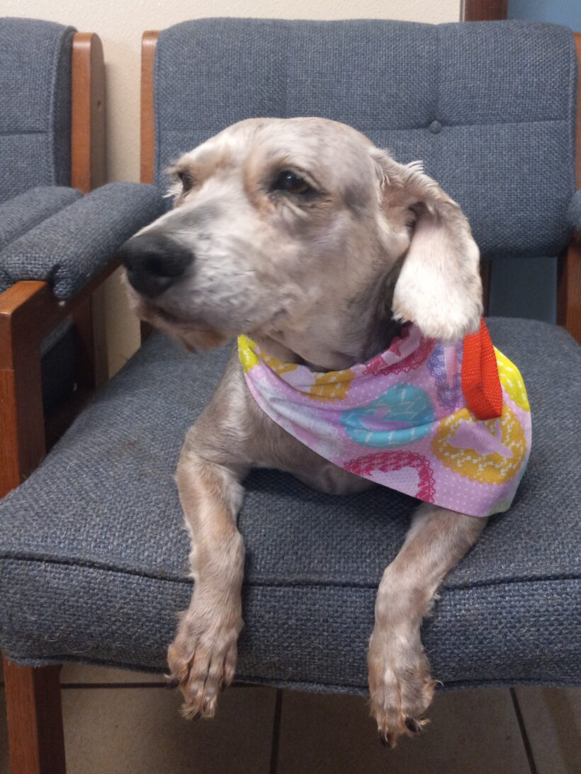 Pippa-Adopted!