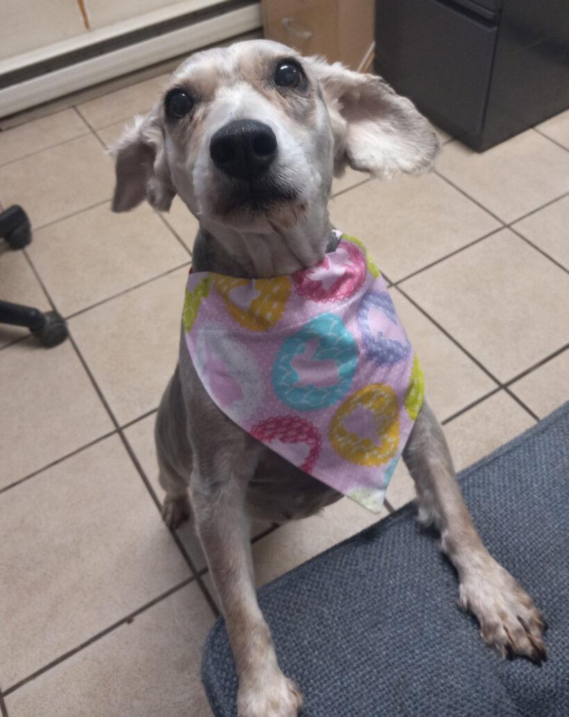 Pippa-Adopted!