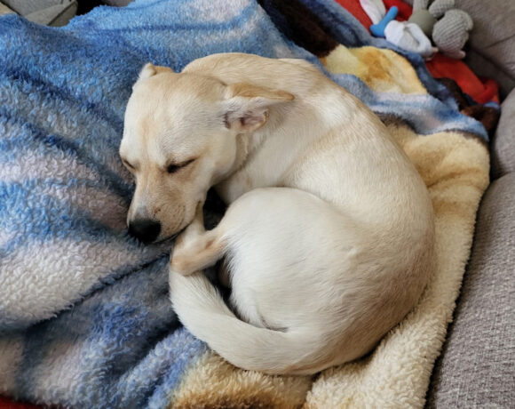 Bebe