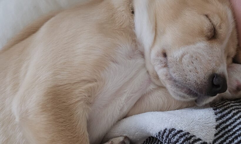 Cooper