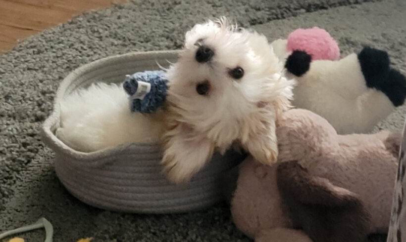 Harley