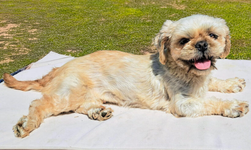 JoBeth-Adopted!