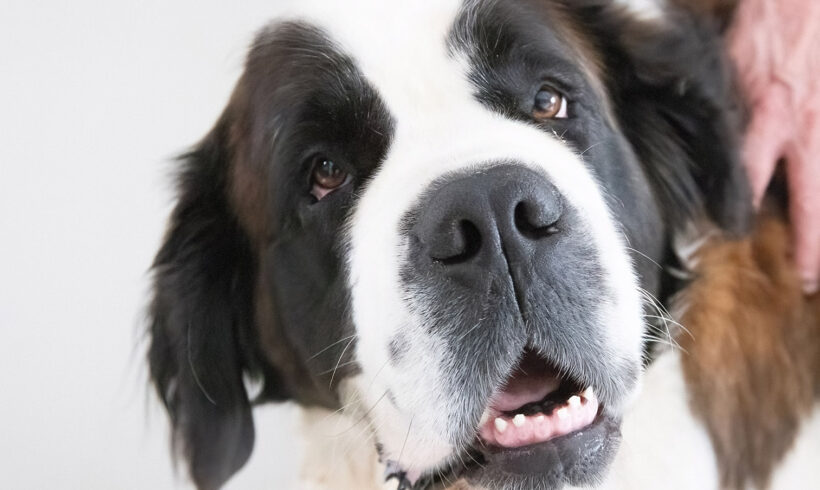 Moose-Adopted!