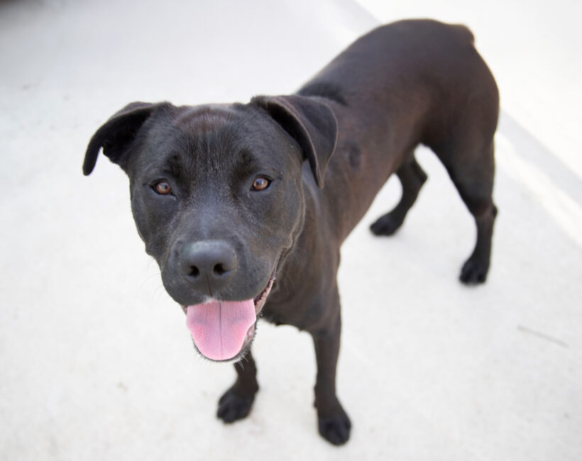 Onyx-Adopted!