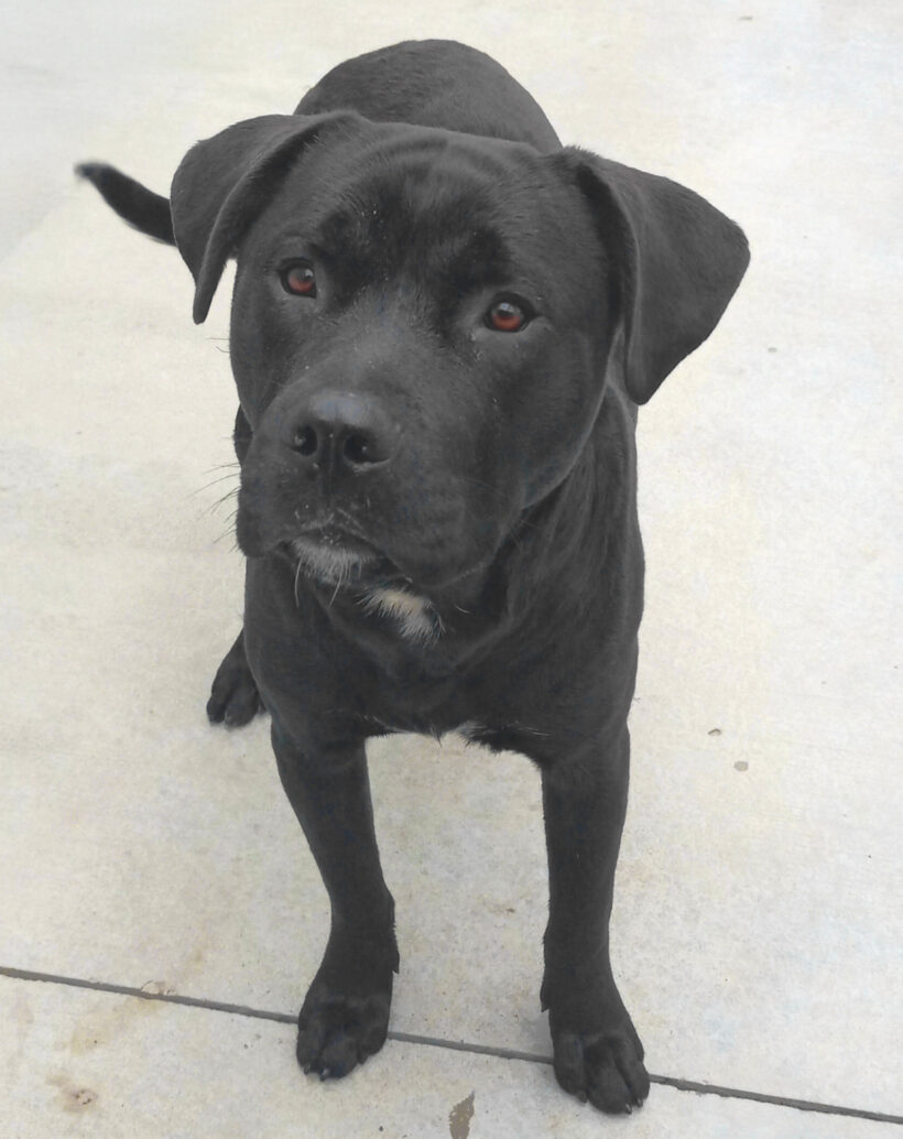 Onyx-Adopted!
