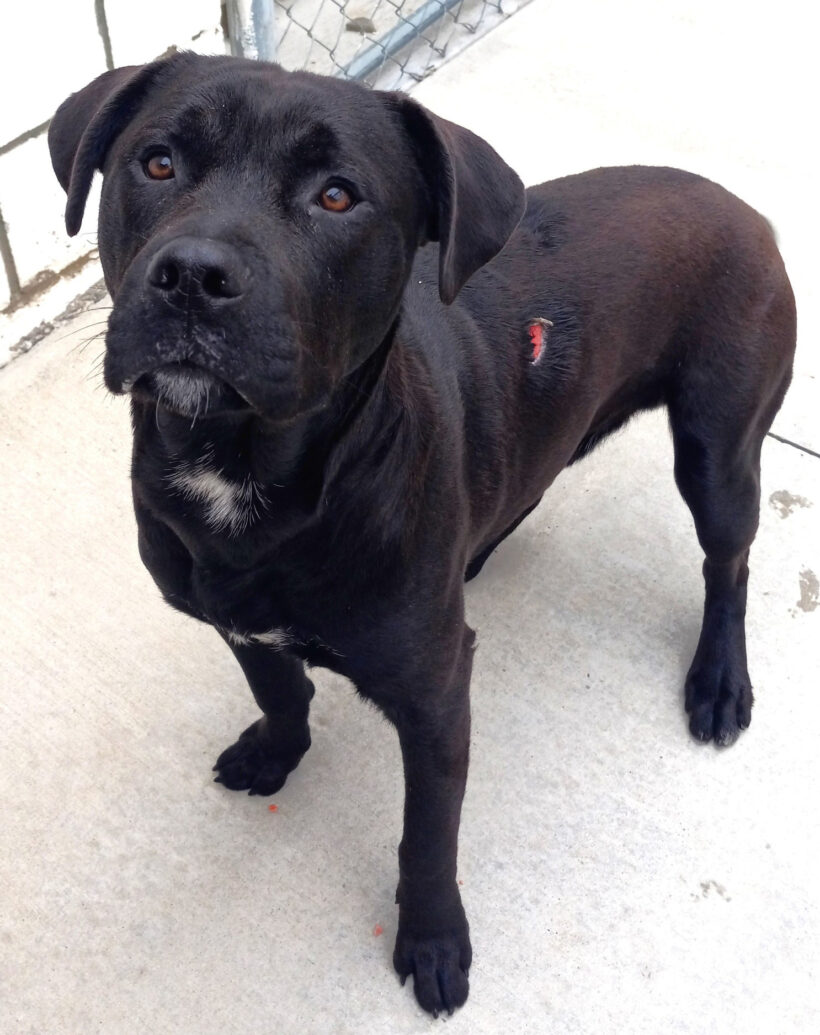 Onyx-Adopted!