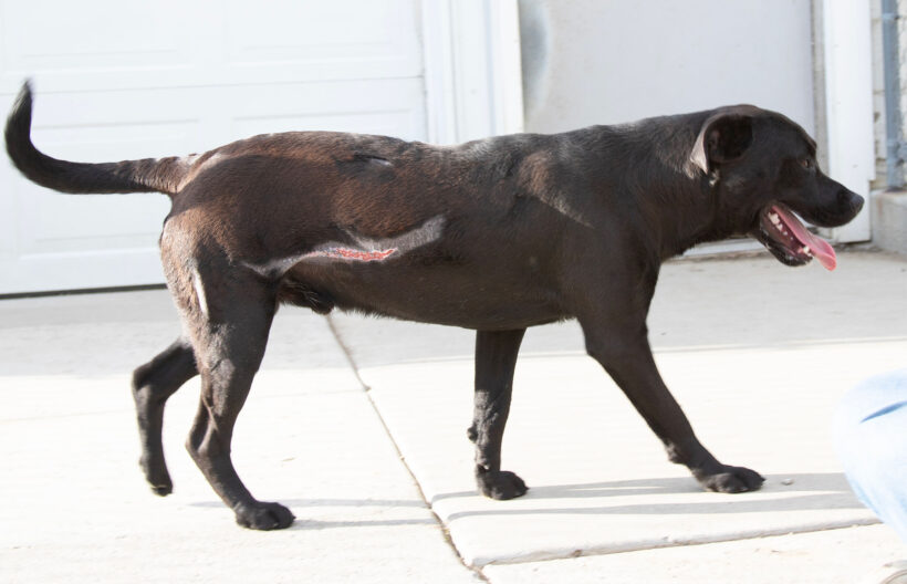 Onyx-Adopted!