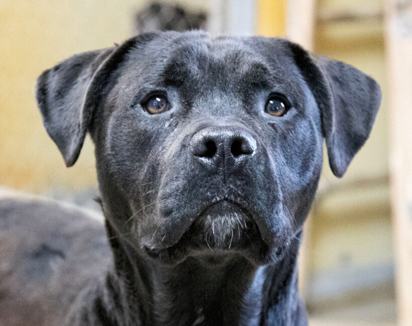 Onyx-Adopted!