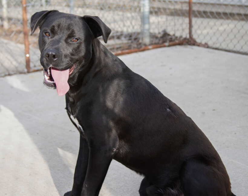 Onyx-Adopted!