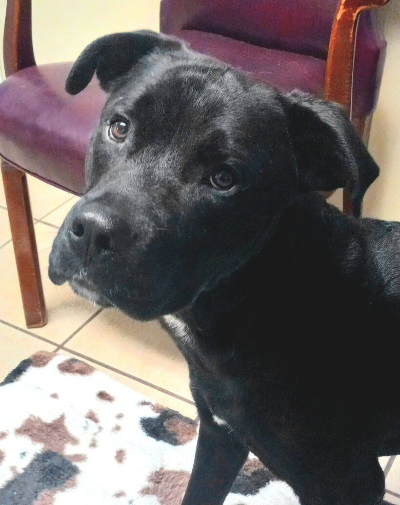 Onyx-Adopted!