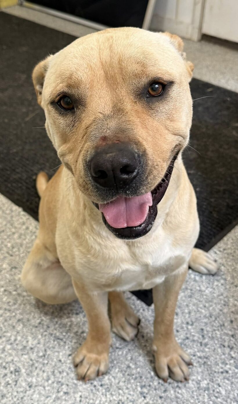 Jeremy Chubbs-Adopted!