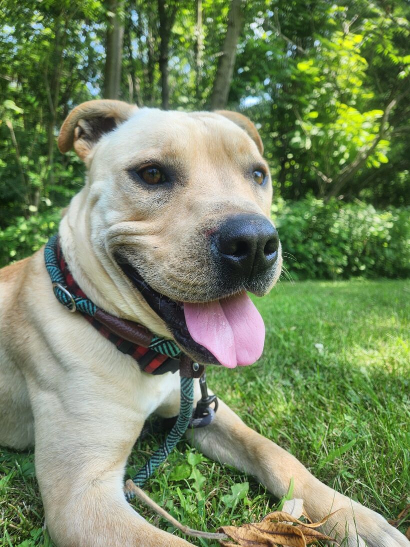 Jeremy Chubbs-Adopted!