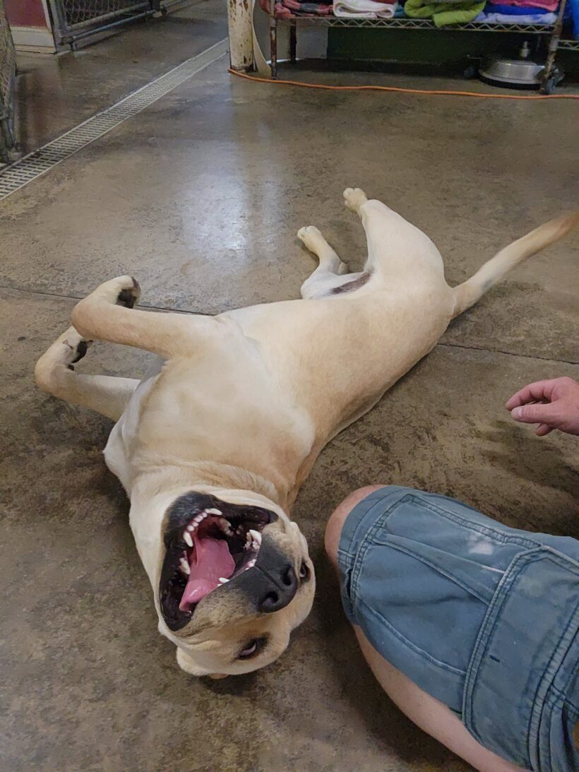 Jeremy Chubbs-Adopted!