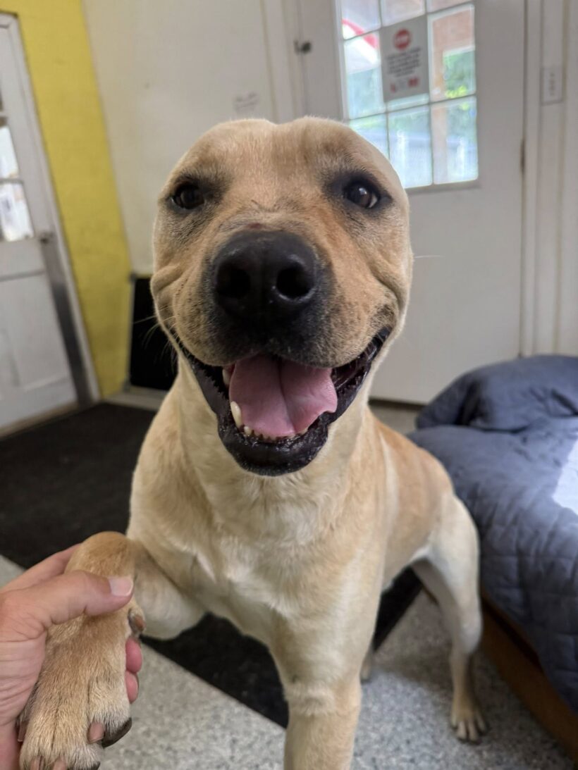 Jeremy Chubbs-Adopted!