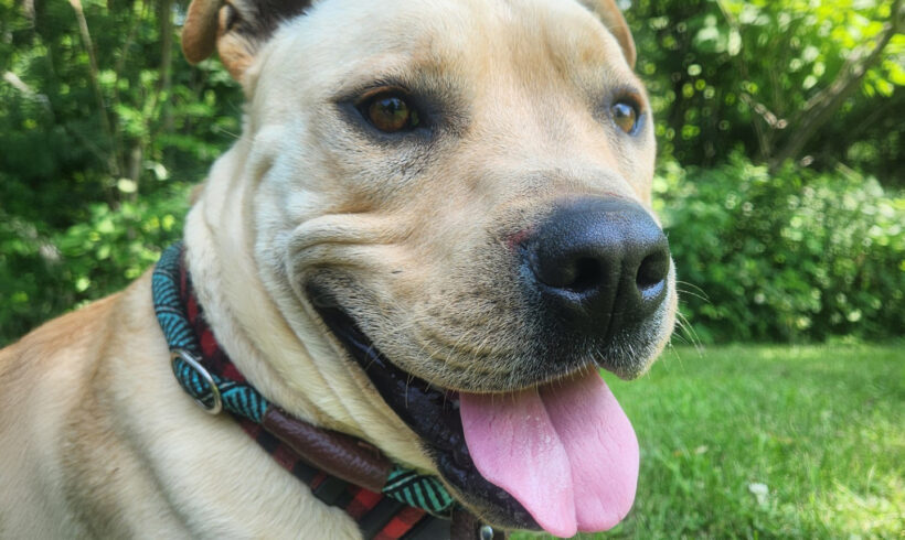 Jeremy Chubbs-Adopted!