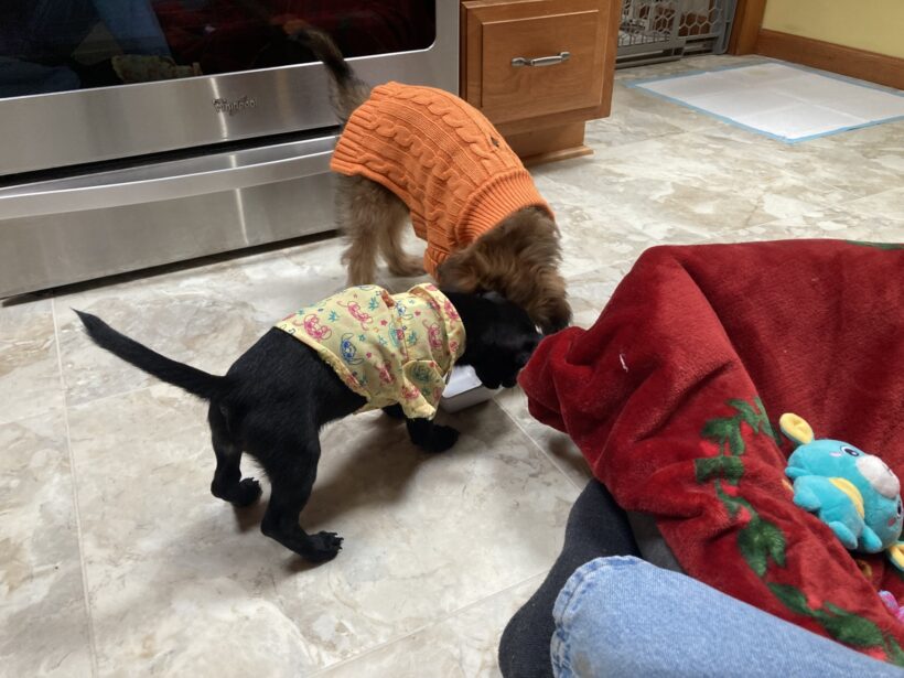 Nebuchadnezzar & Dormammu Nebuchadnezzar & Dormammu