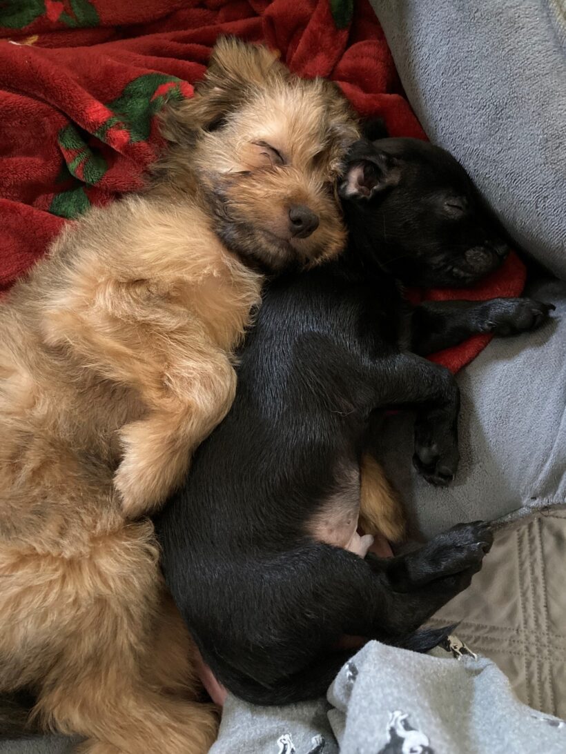 Nebuchadnezzar & Dormammu Nebuchadnezzar & Dormammu