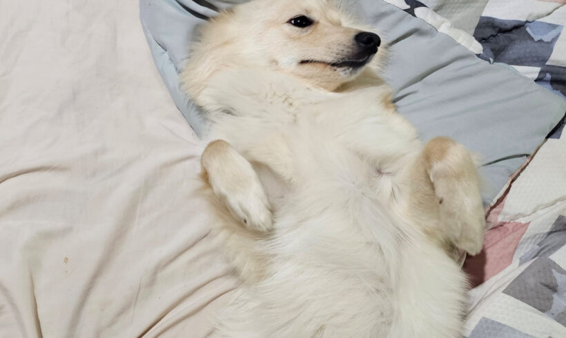 Polar