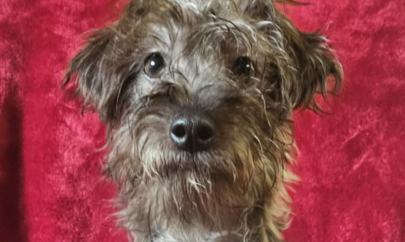 Teagan-Adopted!