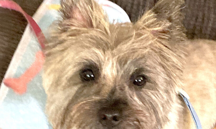 Willie-Adopted!