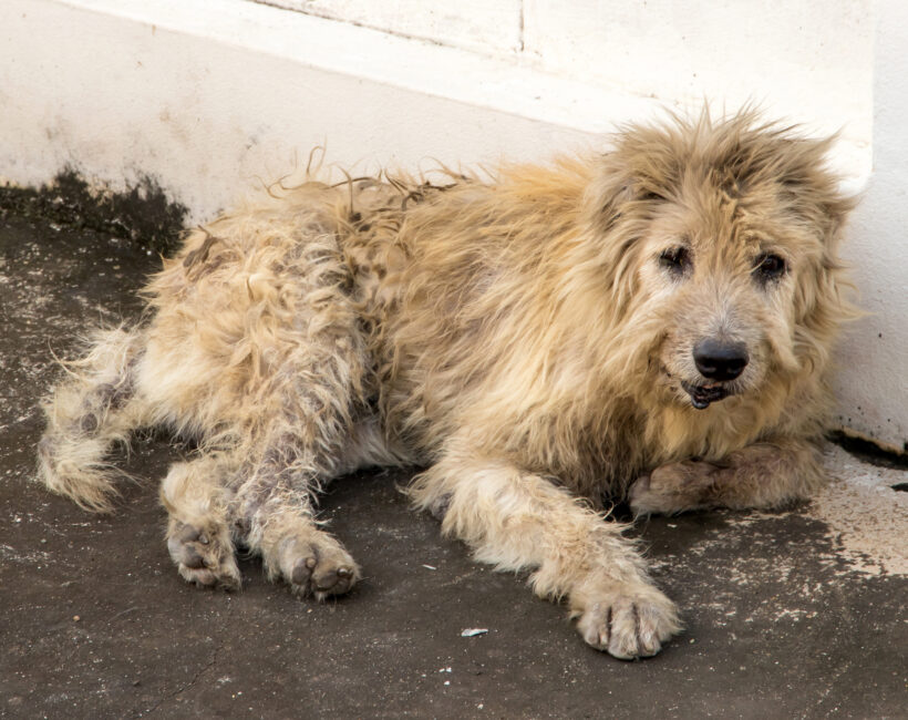 Dog Control Officer List, May 2025 Dog Control Officer List, May 2025