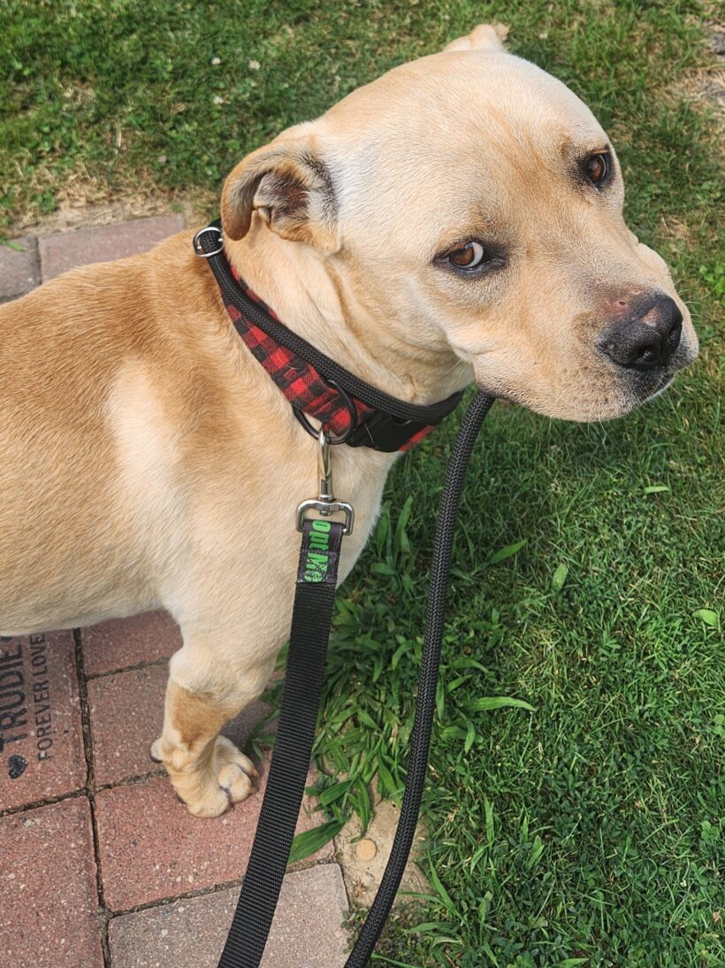 Jeremy Chubbs-Adopted!