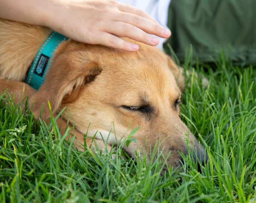 Carmy-Adopted!