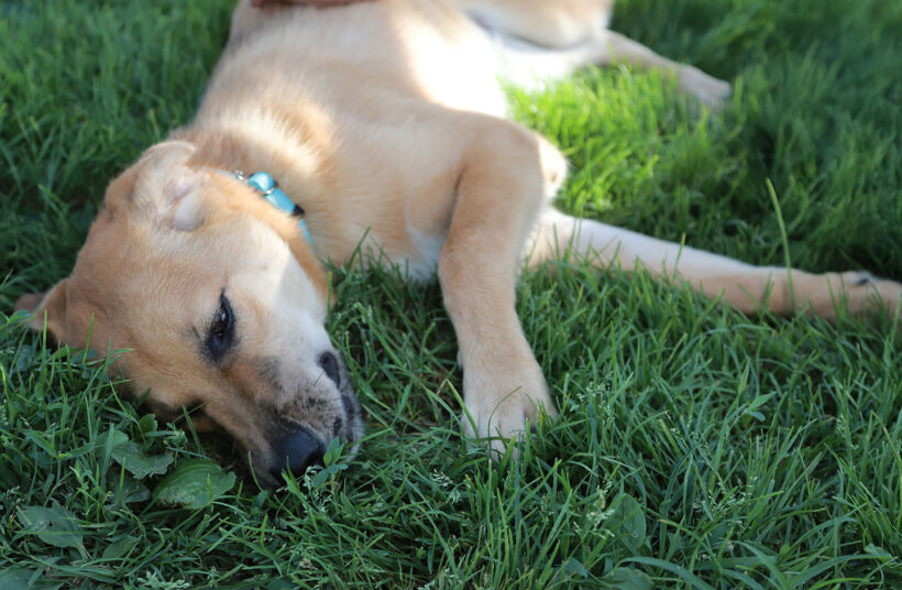 Carmy-Adopted!