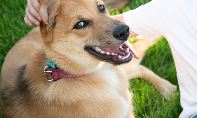 Carmy-Adopted!