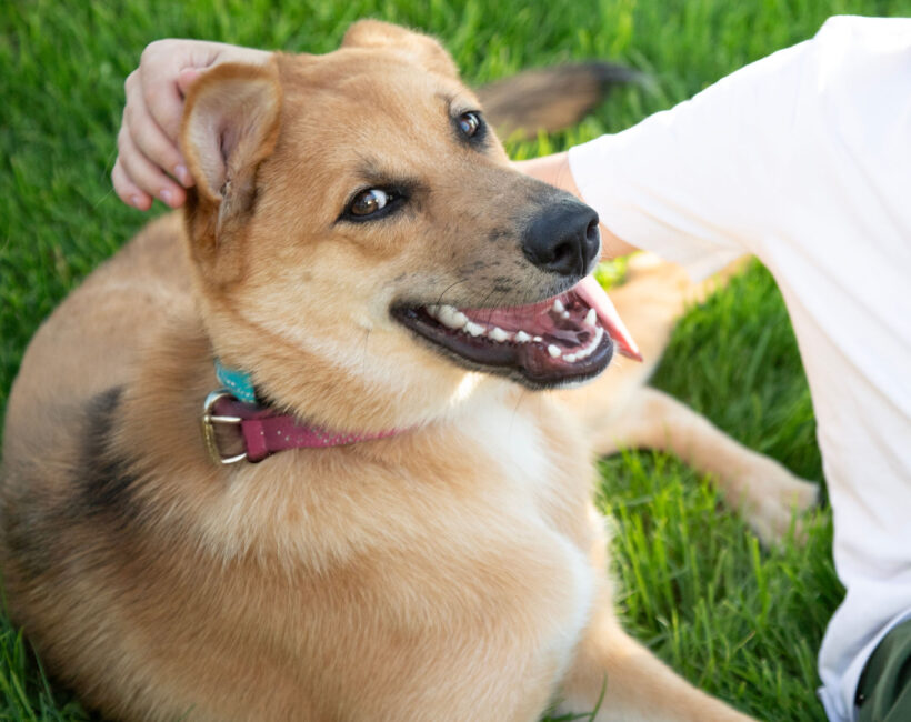 Carmy-Adopted!