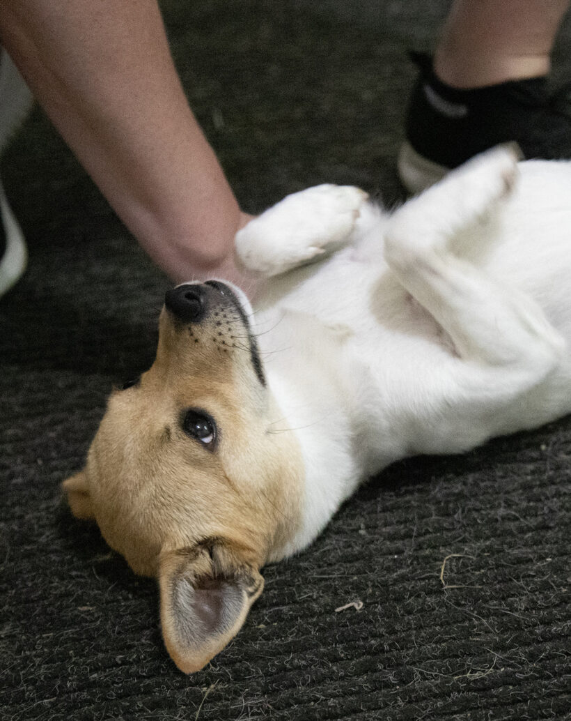 Celeste-Adopted! Celeste-Adopted!