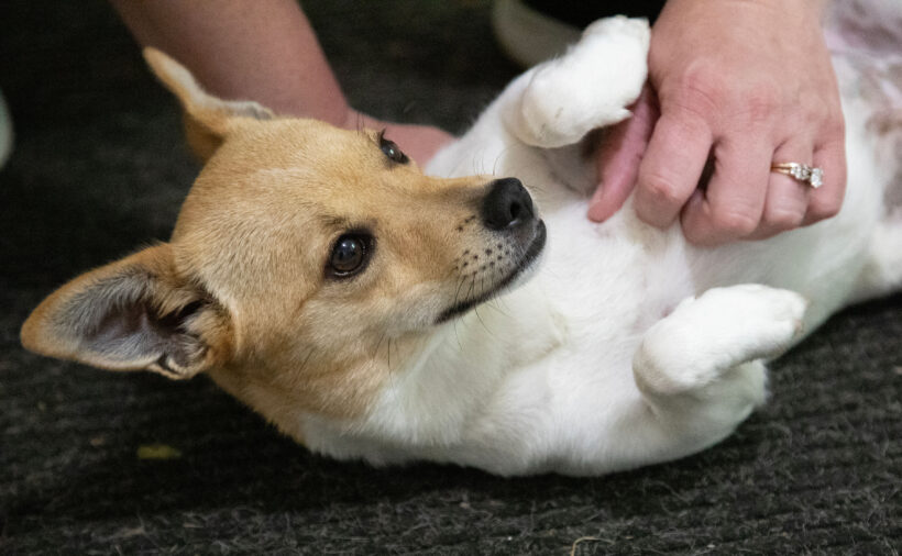 Celeste-Adopted! Celeste-Adopted!