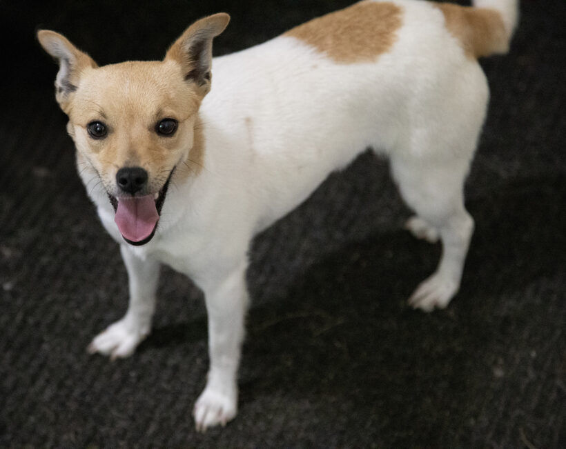 Celeste-Adopted! Celeste-Adopted!