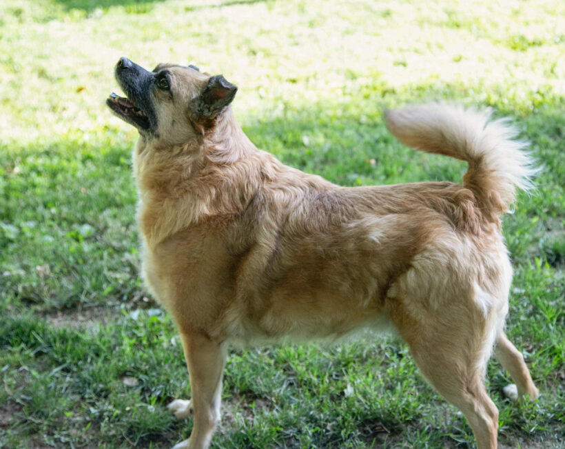 Henry-Adopted!