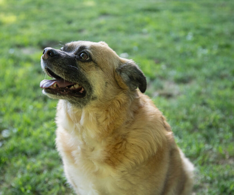 Henry-Adopted!