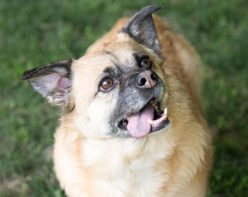 Henry-Adopted!