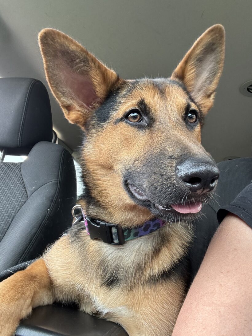 Lucy-Adopted!