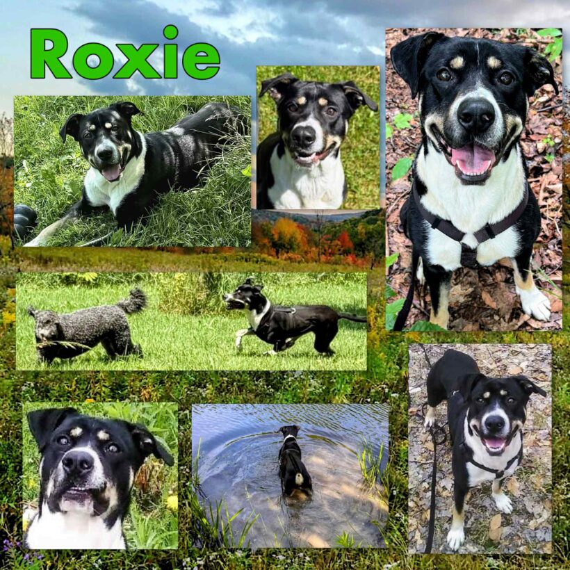 Roxie-Cross Post for CCLS-Adopted!