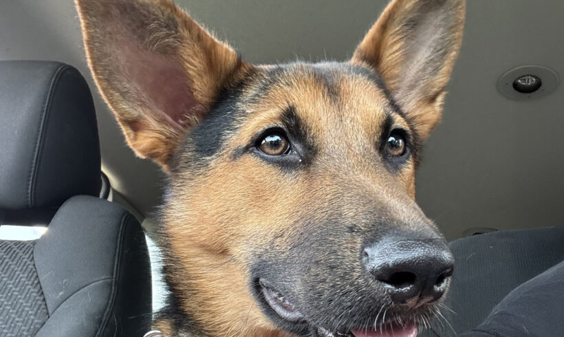 Lucy-Adopted!