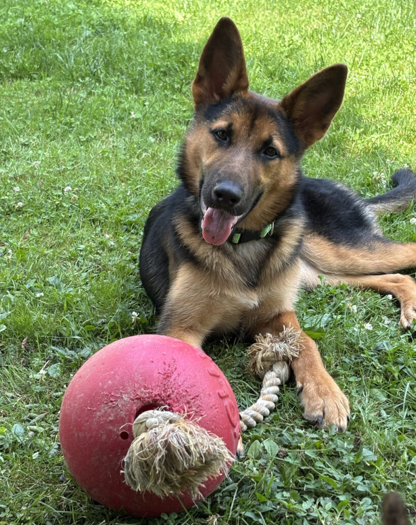 Lucy-Adopted!