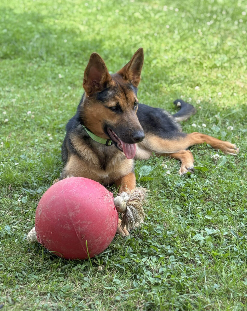 Lucy-Adopted!