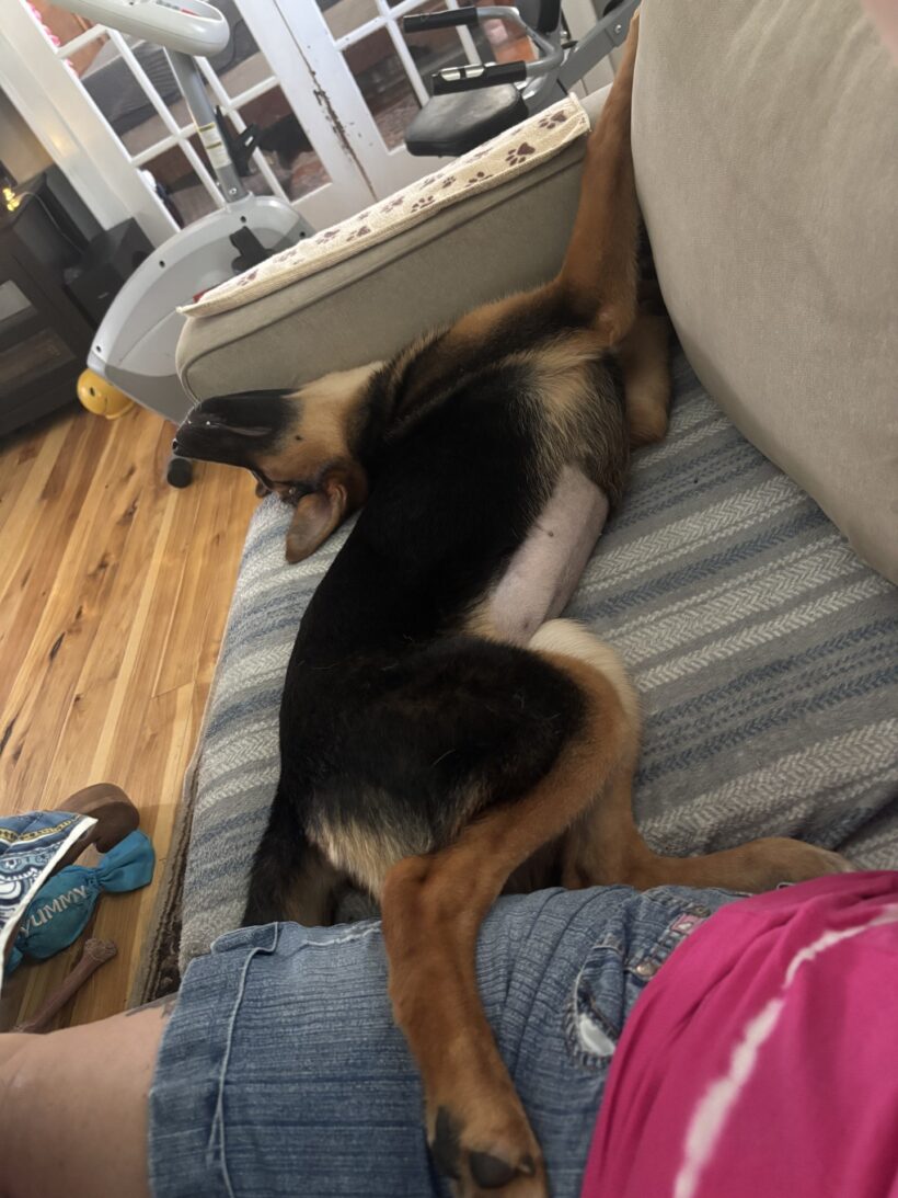 Lucy-Adopted!