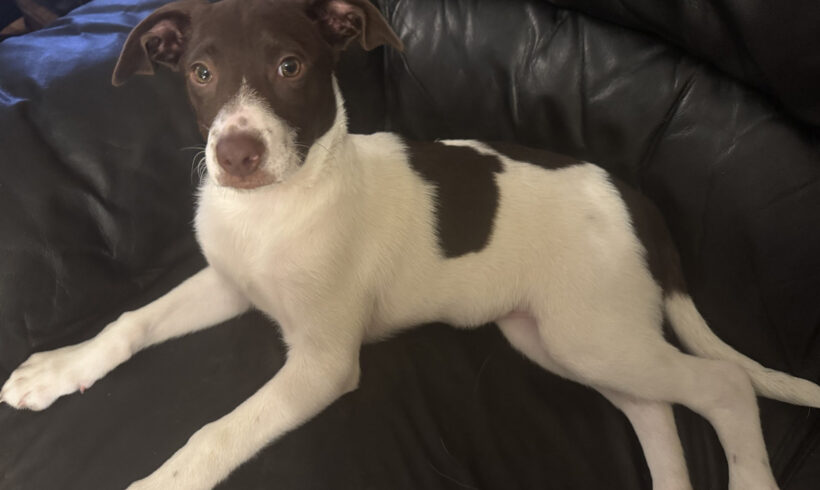 Maggie-Adopted!