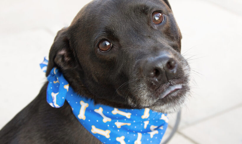 Nico-Adopted!