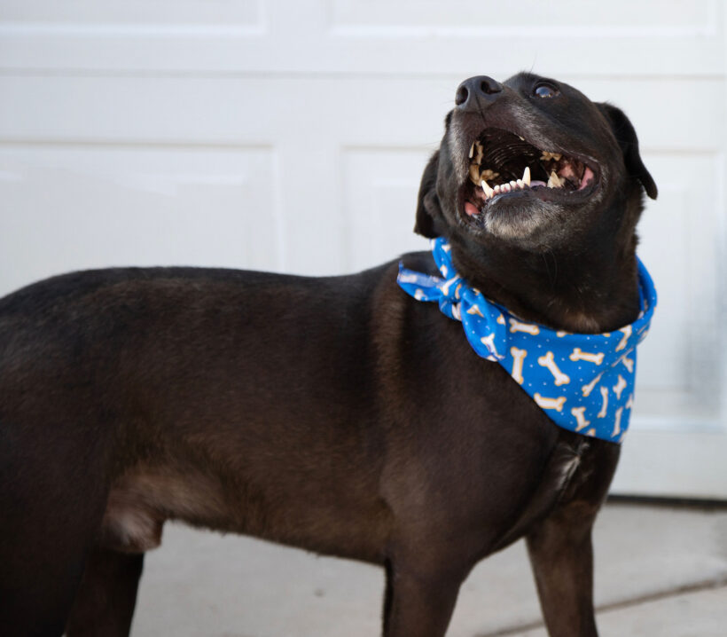 Nico-Adopted!